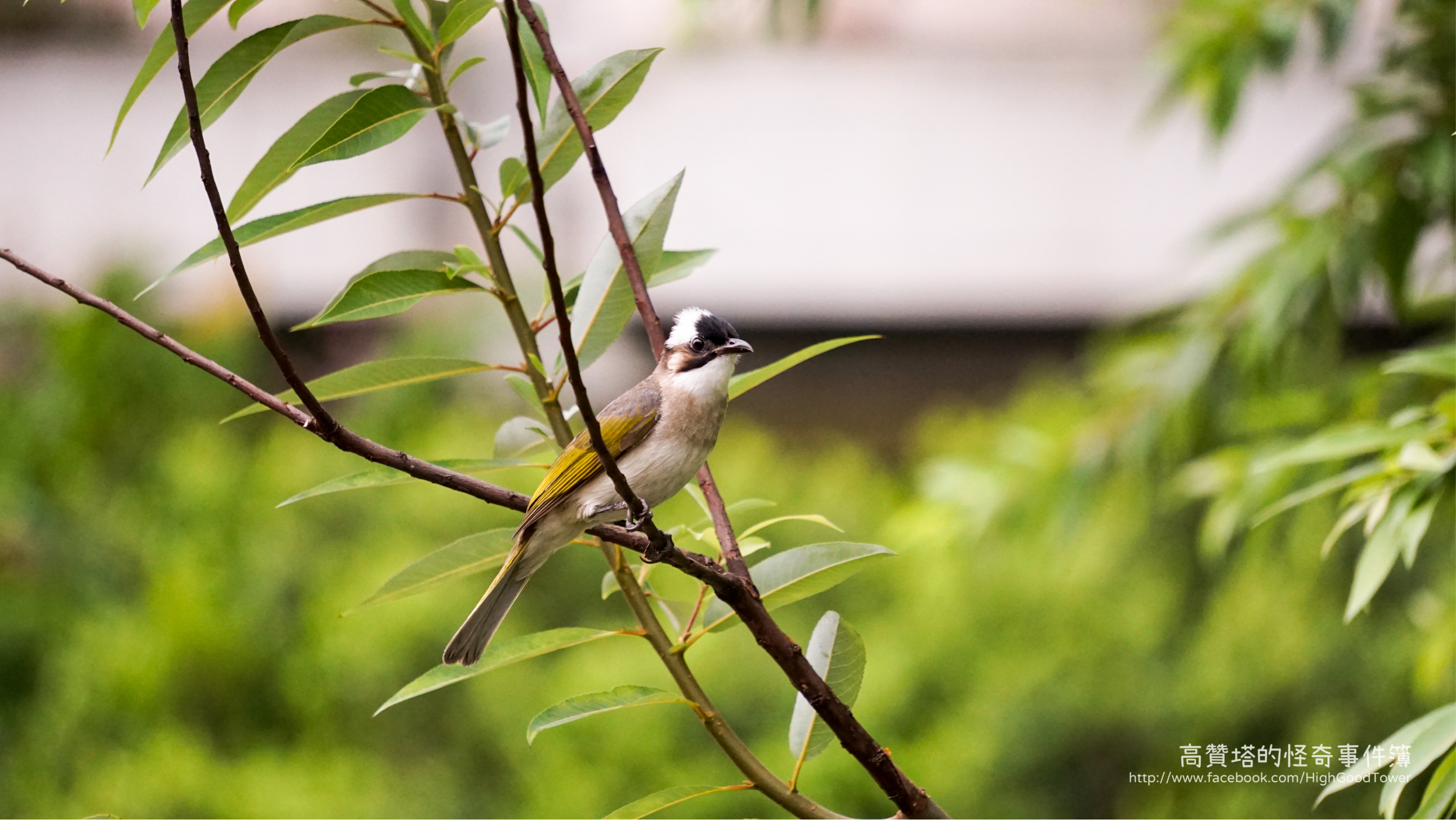 bird